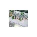  Machine a glace Paillette ITV 220kg